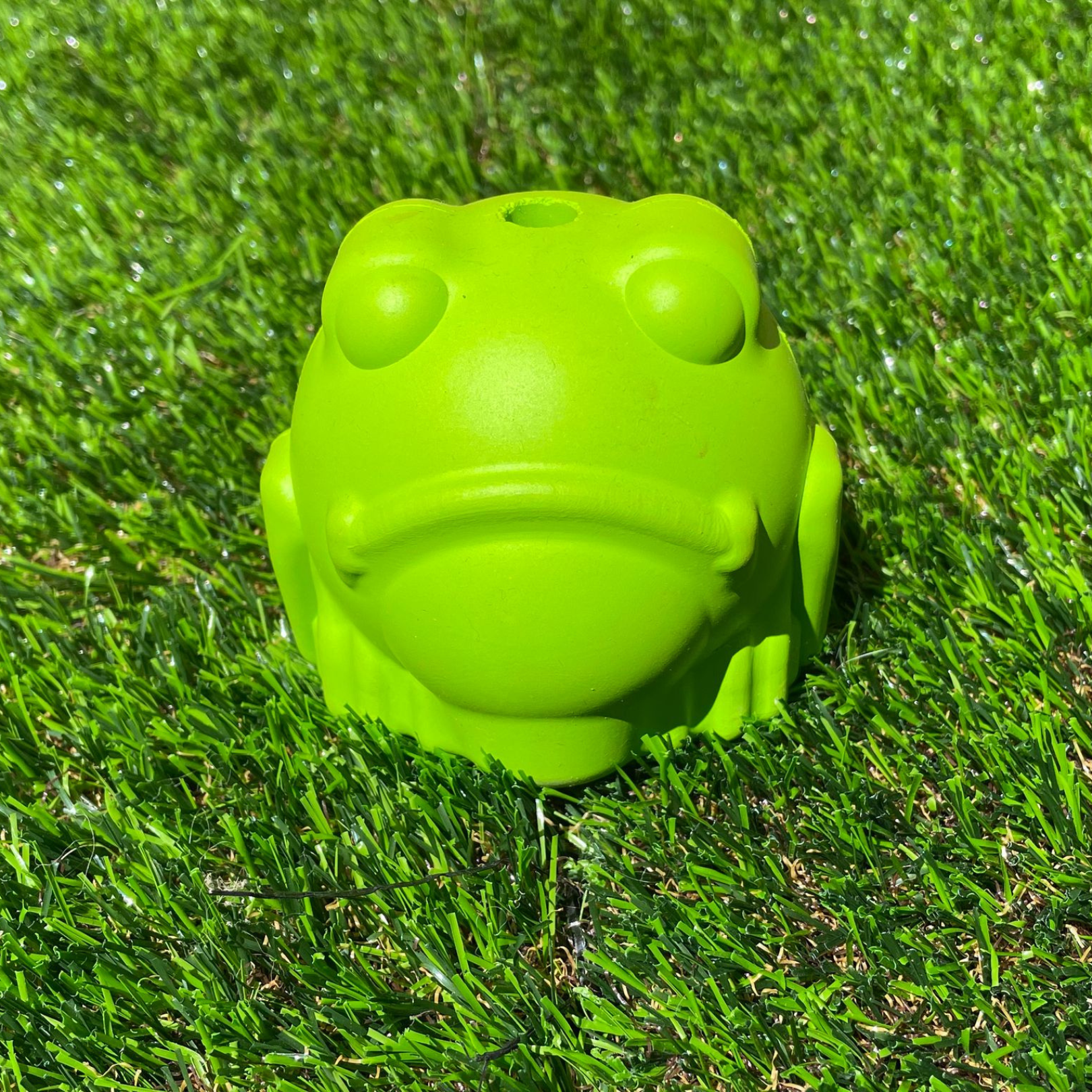 Darwin the clearance frog dog toy