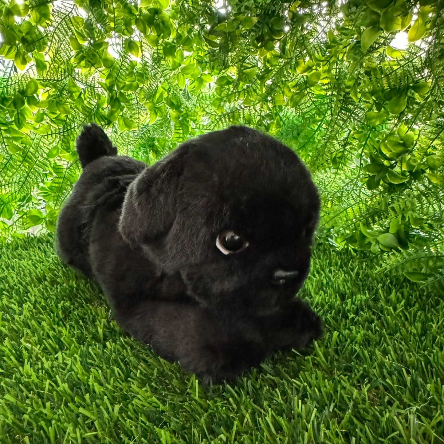 Black Pug Plush